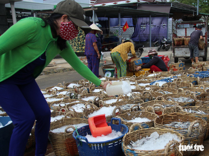 Ngư dân Ninh Thuận về bến xuân, khoang thuyền đầy ắp cá cơm - Ảnh 5.
