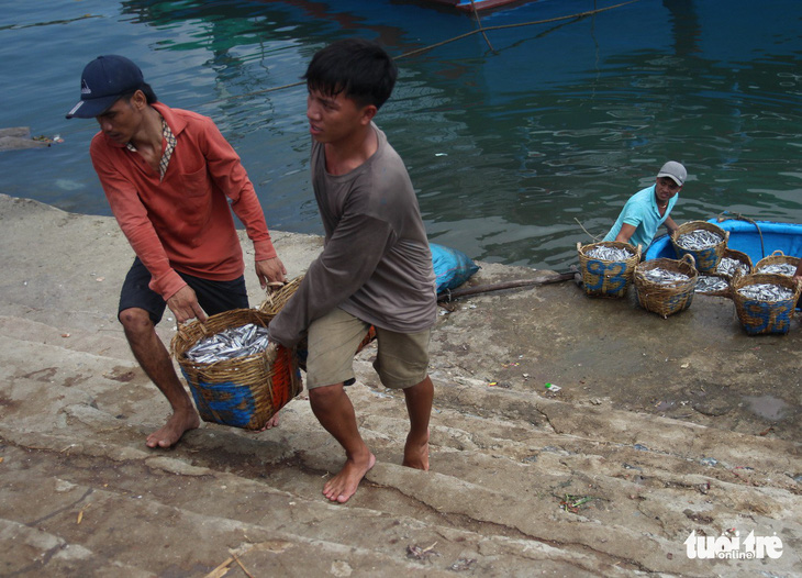Ngư dân Ninh Thuận về bến xuân, khoang thuyền đầy ắp cá cơm - Ảnh 4.