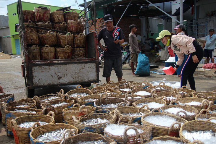 Ngư dân Ninh Thuận về bến xuân, khoang thuyền đầy ắp cá cơm - Ảnh 6.