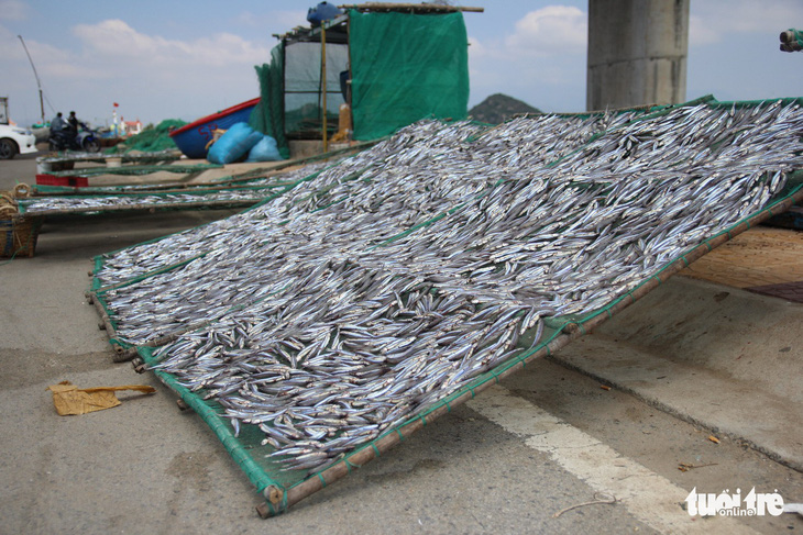 Ngư dân Ninh Thuận về bến xuân, khoang thuyền đầy ắp cá cơm - Ảnh 7.