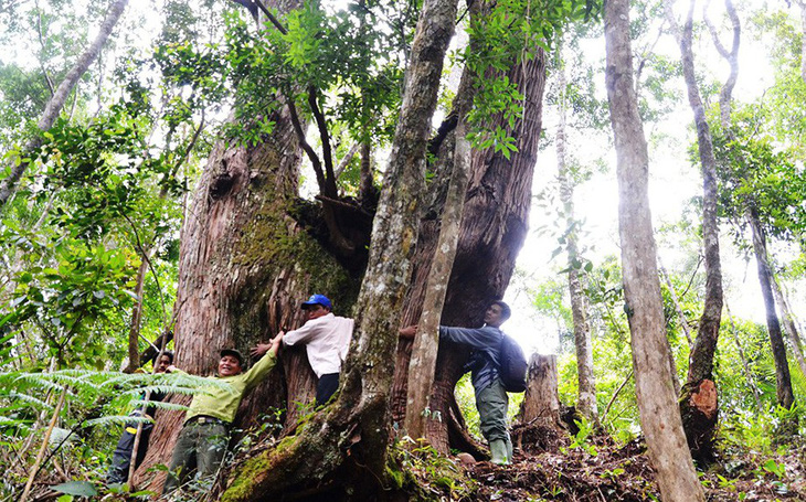 Tây Giang gìn giữ rừng xanh - Kỳ 5: "Đội kiểm lâm làng"