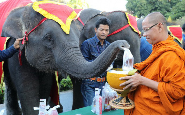 Ngày voi quốc gia Thái Lan: tắm, chơi và ăn rau quả