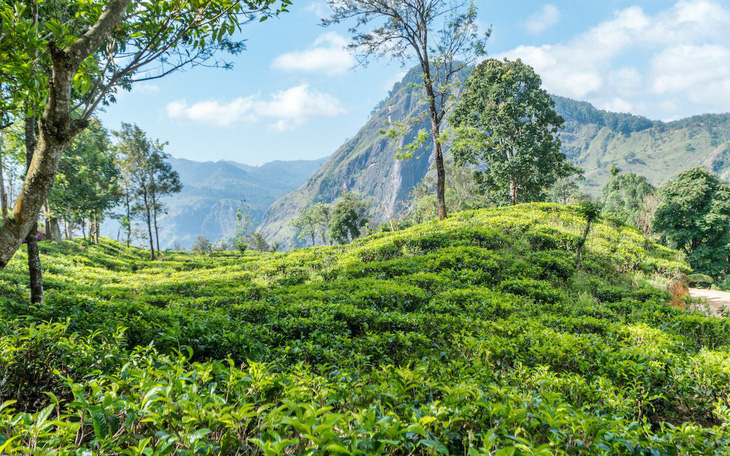 Băng qua những đồi chè xanh mướt ở Sri Lanka