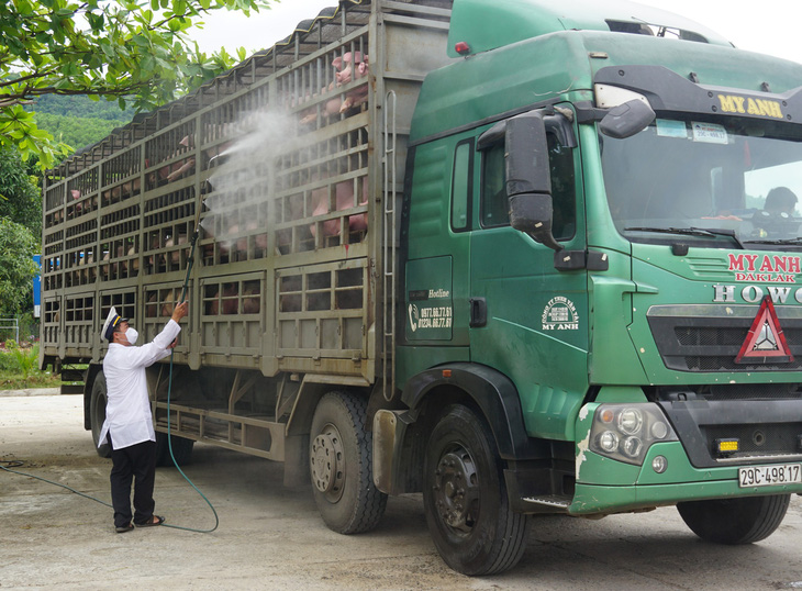 Dịch tả heo châu Phi lan tới Thừa Thiên - Huế, giám sát chặt xe chở heo vào Nam - Ảnh 3.