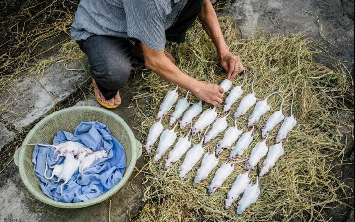 Đặc sản thịt chuột của Việt Nam lên tạp chí National Geographic