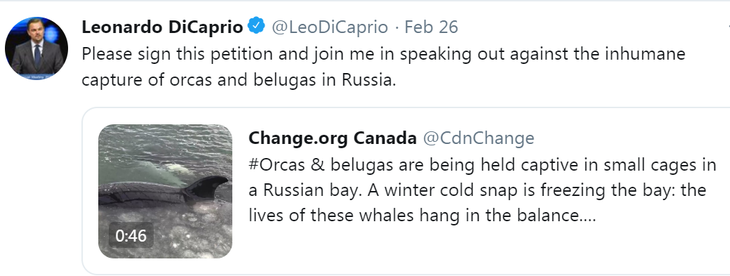 Ông Putin, Leonardo DiCaprio giải cứu gần 100 cá voi bị ngược đãi - Ảnh 3.