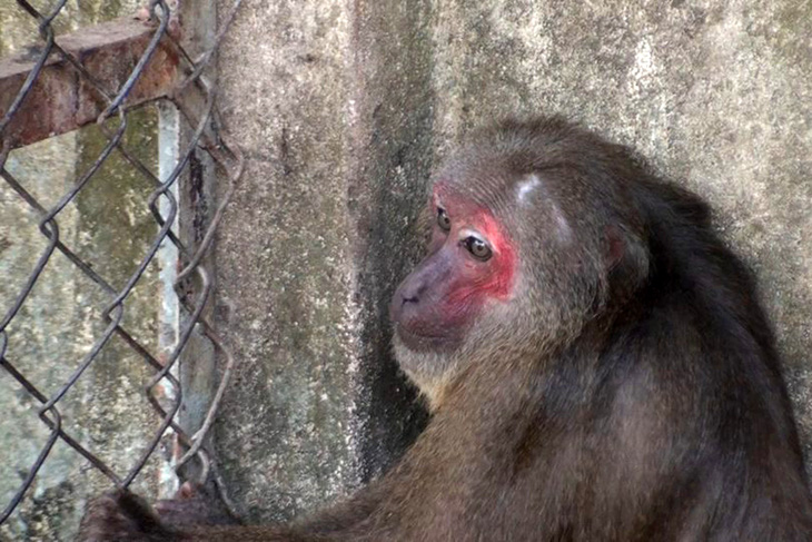 Giao 6 con khỉ quý hiếm cho cơ sở bảo vệ động vật hoang dã - Ảnh 1.
