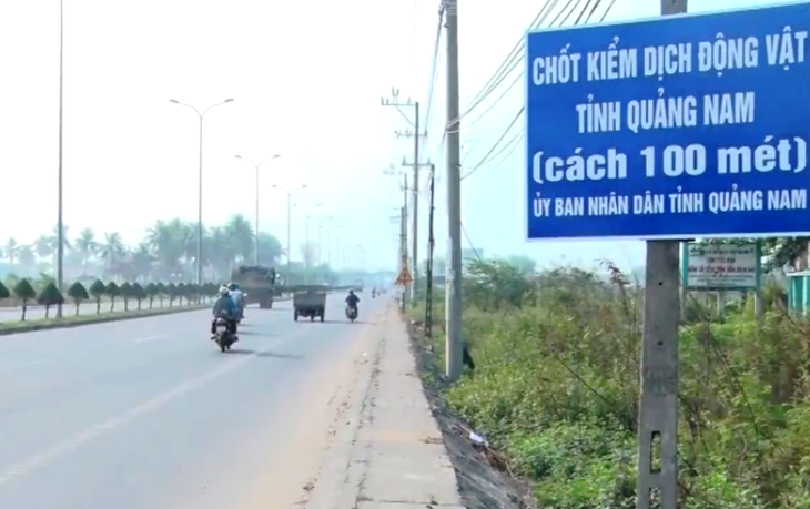 Xe chở heo trên cao tốc Đà Nẵng - Quảng Ngãi phải đi sang quốc lộ 1 - Ảnh 2.