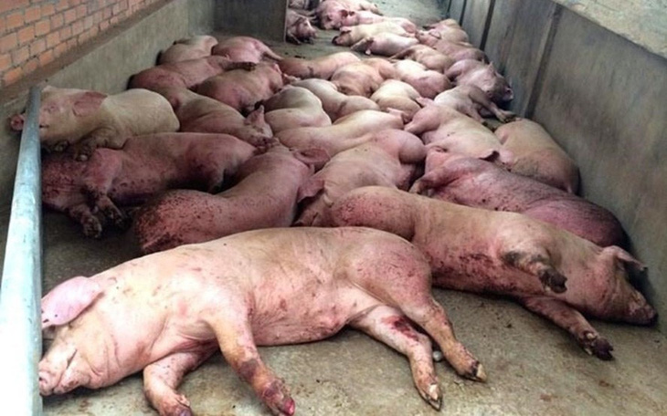 Ngân hàng Nhà nước hỗ trợ khách hàng bị thiệt hại do ảnh hưởng dịch tả lợn châu Phi