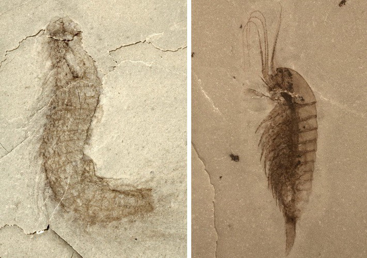 Phát hiện hóa thạch của nhiều loài sinh vật mới - Ảnh 1.