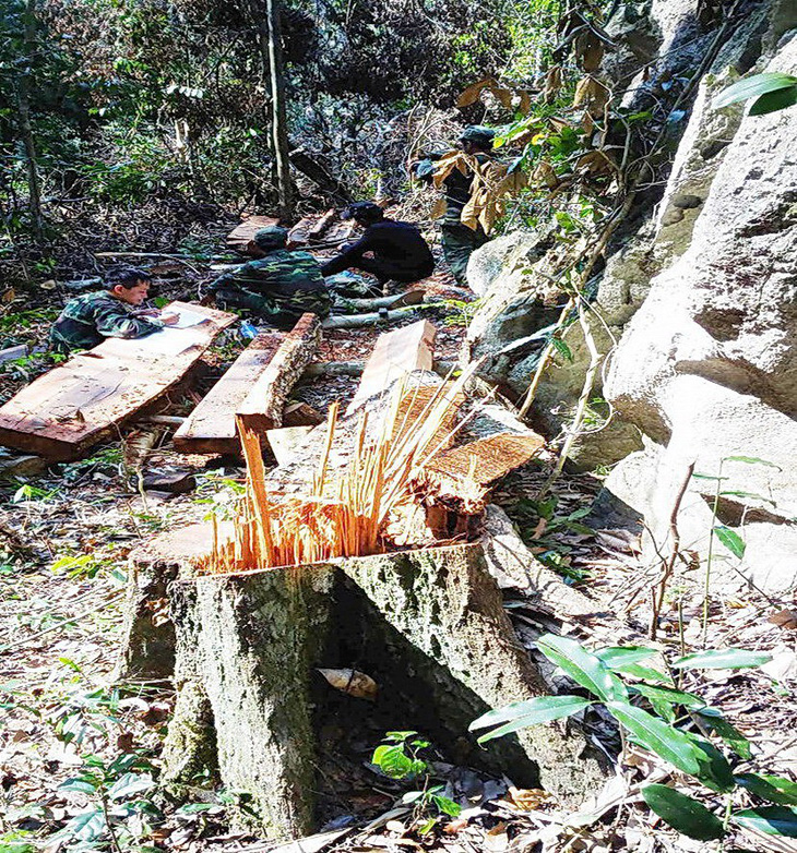 Hoàn chỉnh hồ sơ khởi tố hình sự vụ phá rừng Phong Nha - Kẻ Bàng - Ảnh 1.