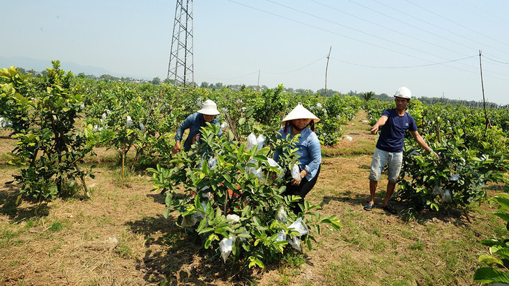 Người lập trang trại cây trái thênh thang giữa ruộng đồng trũng thấp  - Ảnh 2.