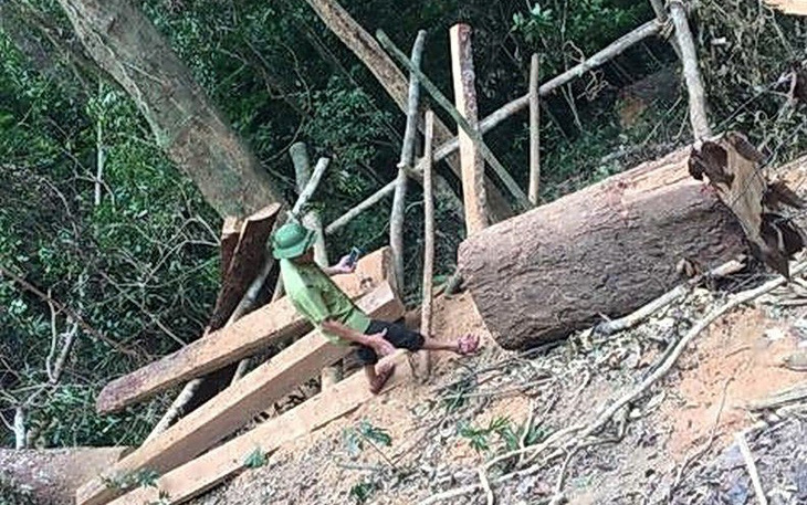 Lại xảy ra phá rừng quy mô lớn ở Quảng Bình