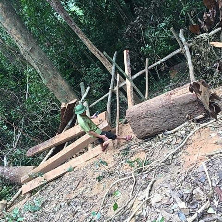Lại xảy ra phá rừng quy mô lớn ở Quảng Bình - Ảnh 1.