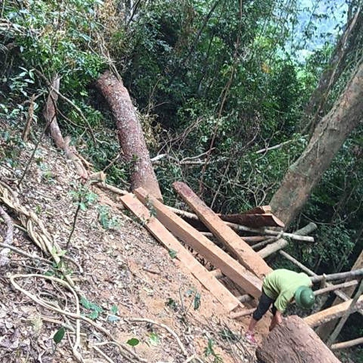 Lại xảy ra phá rừng quy mô lớn ở Quảng Bình - Ảnh 2.