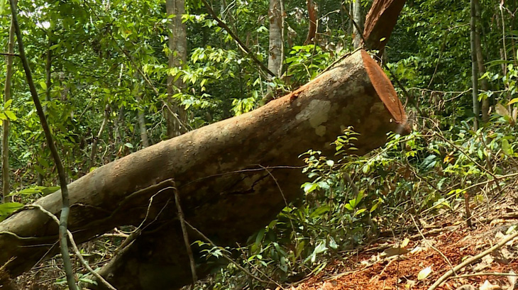Cách chức, chuyển công tác trưởng trạm bảo vệ rừng - Ảnh 2.