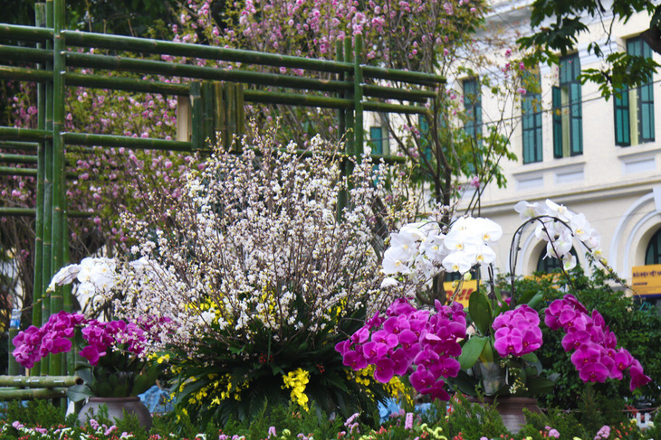 20.000 cành hoa anh đào khoe sắc tại vườn hoa Lý Thái Tổ - Ảnh 11.