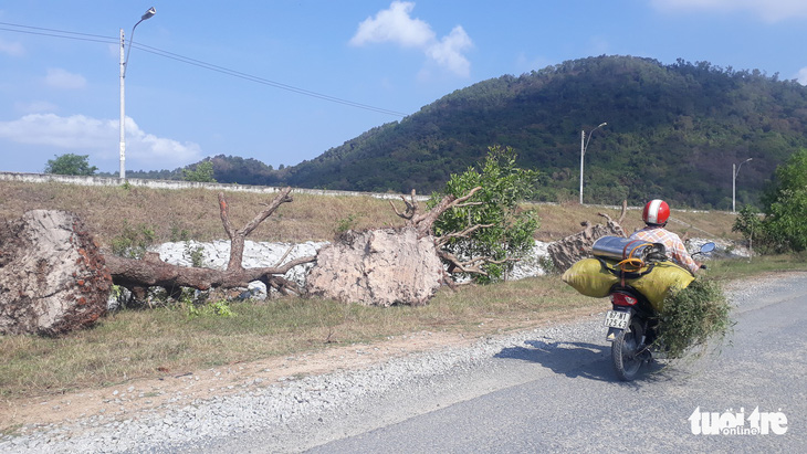 Thương lái ồ ạt mua, dân bứng cây trâm chục năm tuổi đi bán - Ảnh 3.