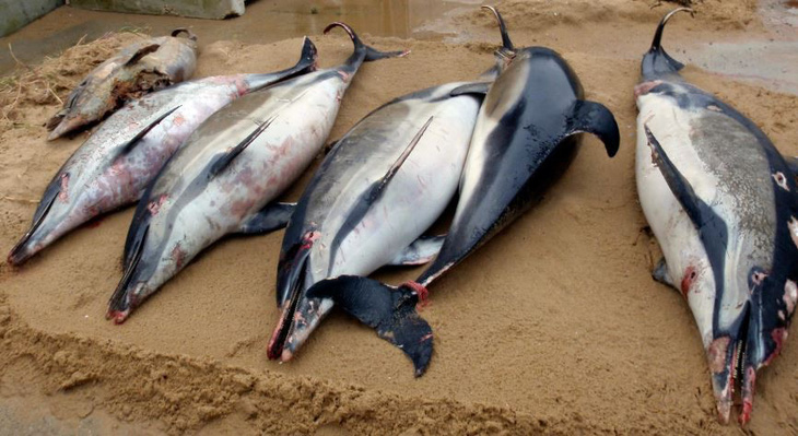 Khủng hoảng sinh thái tại Pháp, 1.100 con cá heo chết chỉ trong 3 tháng - Ảnh 1.