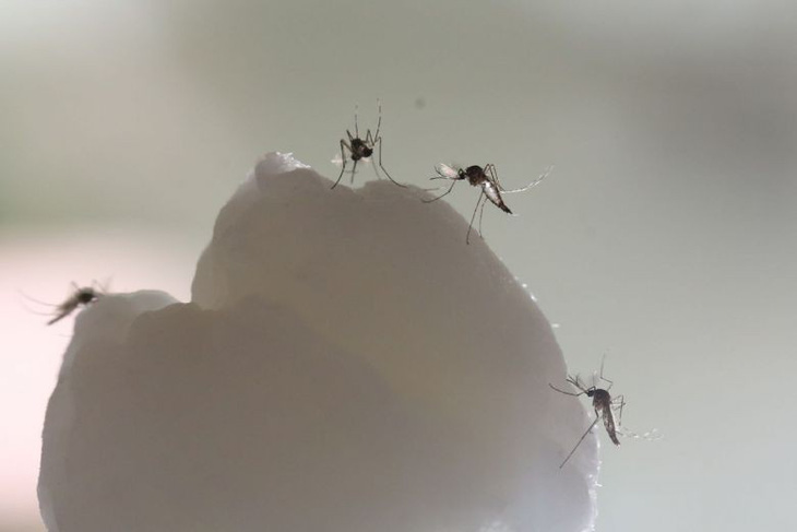 Đã biết chìa khóa giúp muỗi biết cách săn lùng con người - Ảnh 1.