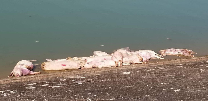 40 con heo chết bị vứt bừa bãi ra môi trường - Ảnh 2.
