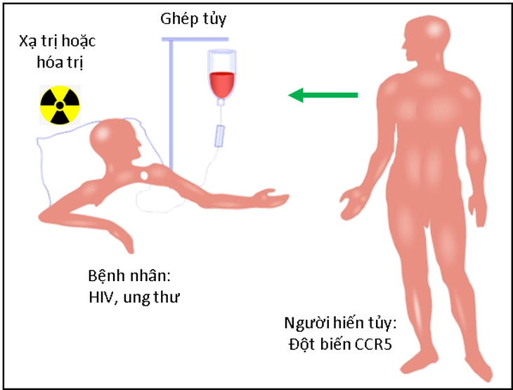 Chữa hết HIV nhờ người đột biến gen - Ảnh 1.
