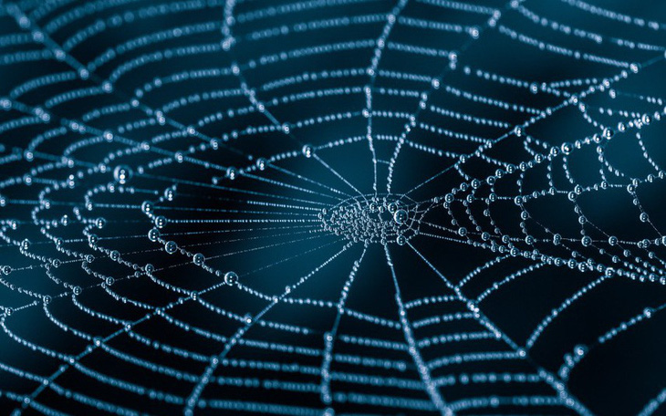 Tơ nhện sẽ được dùng làm vải thông minh, cơ bắp nhân tạo?