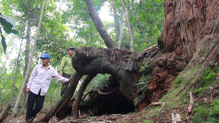 rừng pơmu