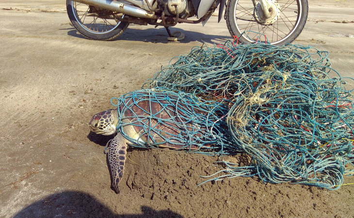 Giải cứu rùa biển nặng 10kg mắc lưới thải - Ảnh 1.