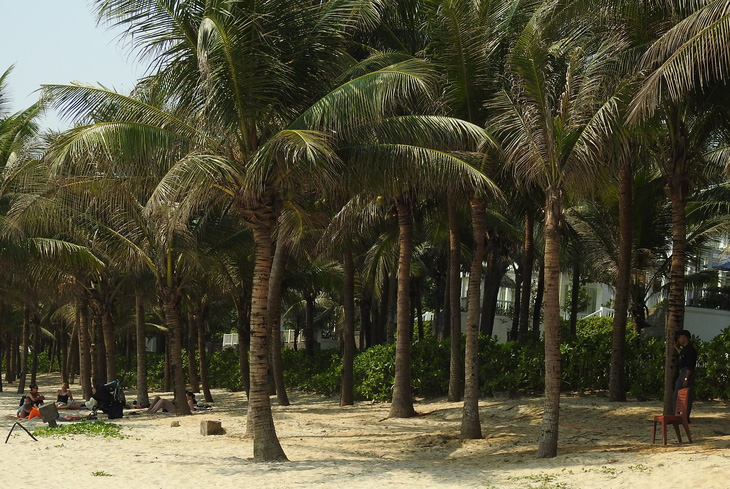 Tranh cãi quanh chuyện làm tuyến đường bêtông dọc bãi biển Đà Nẵng - Ảnh 4.