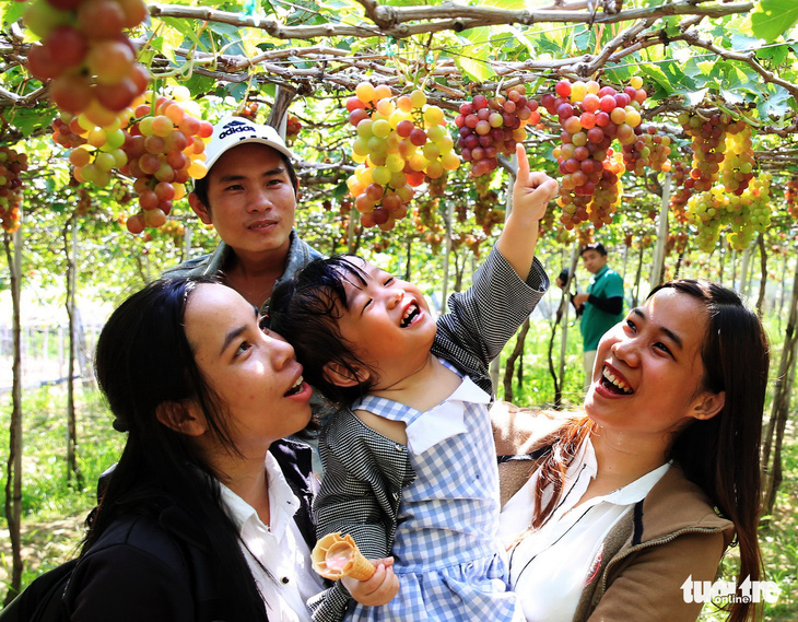 Đưa du khách trải nghiệm làng nho - Ảnh 1.