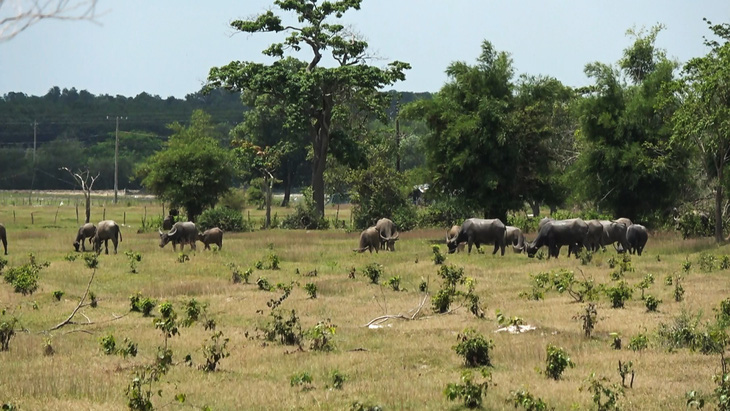 Sài Gòn Safari: Giao dự án trước khi quy hoạch sử dụng đất được duyệt - Ảnh 2.