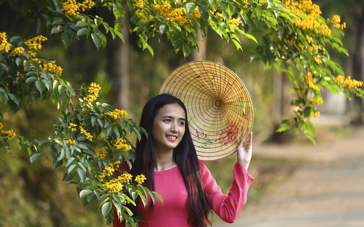 Mùa hoa sưa vàng đẹp như tranh ở xứ Quảng