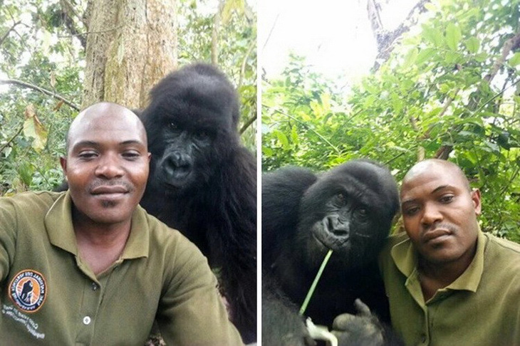 Khỉ đột tạo dáng chụp ảnh selfie cùng kiểm lâm - Ảnh 3.