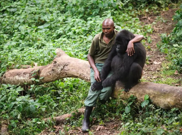 Khỉ đột tạo dáng chụp ảnh selfie cùng kiểm lâm - Ảnh 2.