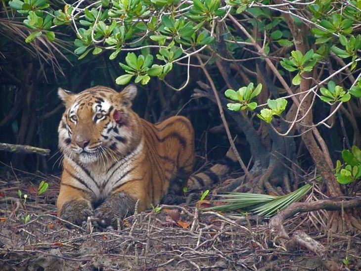 Hổ Bengal có thể tuyệt chủng trong 50 năm tới - Ảnh 1.
