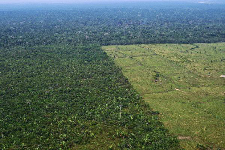 4 nước sở hữu lá phổi xanh của Trái đất đánh mất rừng nhiều nhất thế giới - Ảnh 3.