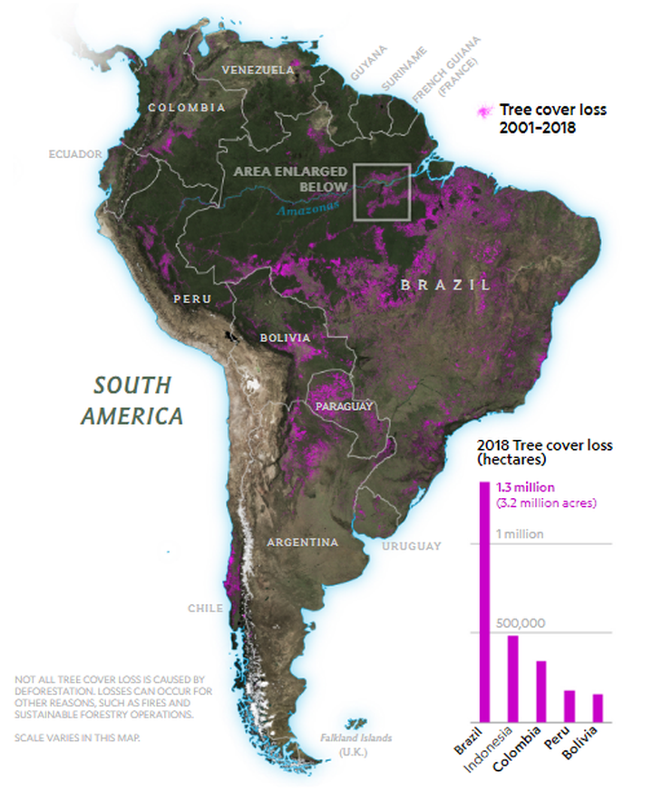 4 nước sở hữu lá phổi xanh của Trái đất đánh mất rừng nhiều nhất thế giới - Ảnh 2.