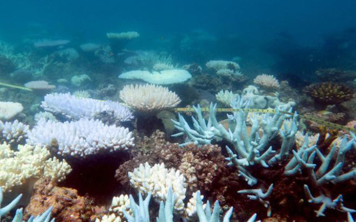 Rạn san hô lớn nhất thế giới 