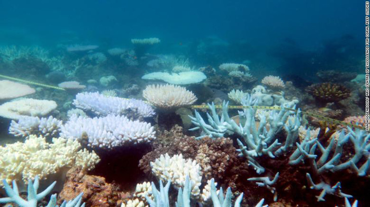 Rạn san hô lớn nhất thế giới ngừng sinh sản vì biến đổi khí hậu - Ảnh 2.