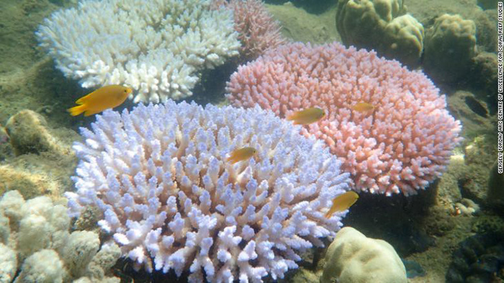 Rạn san hô lớn nhất thế giới ngừng sinh sản vì biến đổi khí hậu - Ảnh 3.