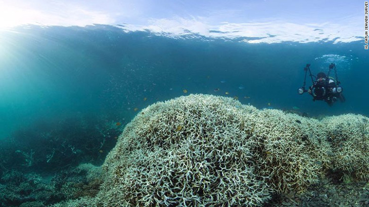 Rạn san hô lớn nhất thế giới ngừng sinh sản vì biến đổi khí hậu - Ảnh 5.