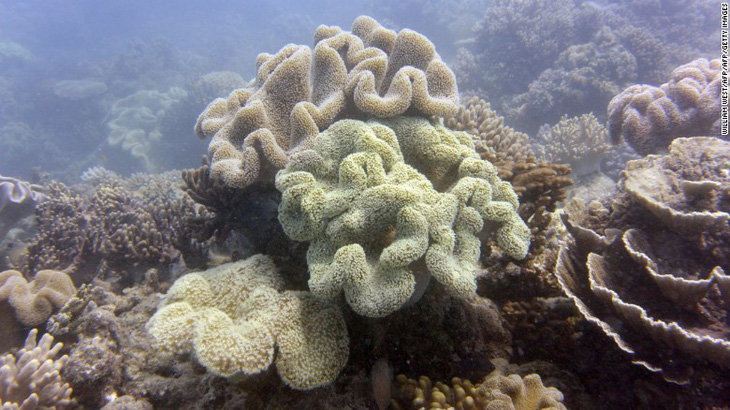 Rạn san hô lớn nhất thế giới ngừng sinh sản vì biến đổi khí hậu - Ảnh 6.
