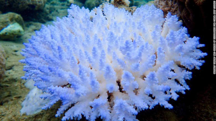 Rạn san hô lớn nhất thế giới ngừng sinh sản vì biến đổi khí hậu - Ảnh 1.