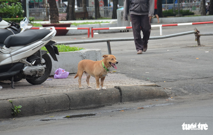 Vẫn còn nhiều chó thả rông ở trung tâm TP.HCM - Ảnh 2.