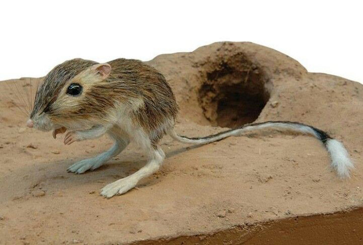 Loài chuột tí hon có thể nhảy cao gần 3m - Ảnh 4.