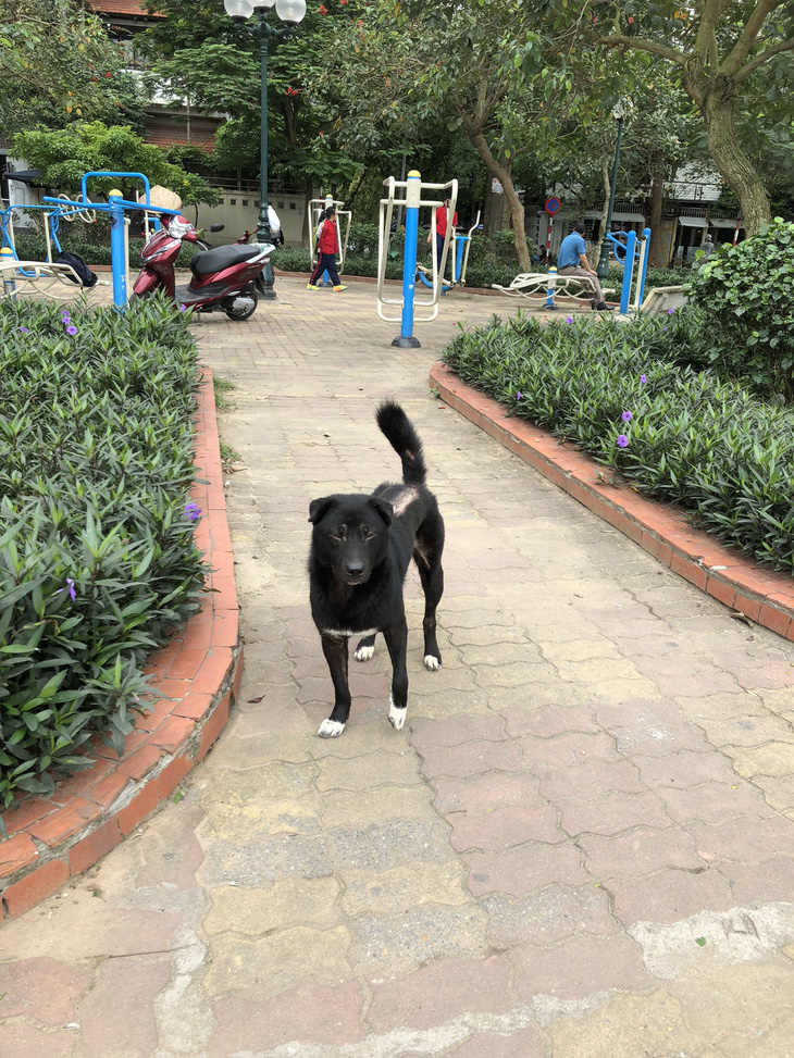 Huấn luyện chó dữ ở… công viên, người đi dạo phát khiếp - Ảnh 10.