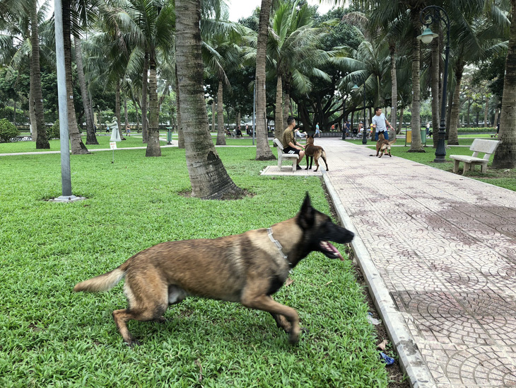 Huấn luyện chó dữ ở… công viên, người đi dạo phát khiếp - Ảnh 1.