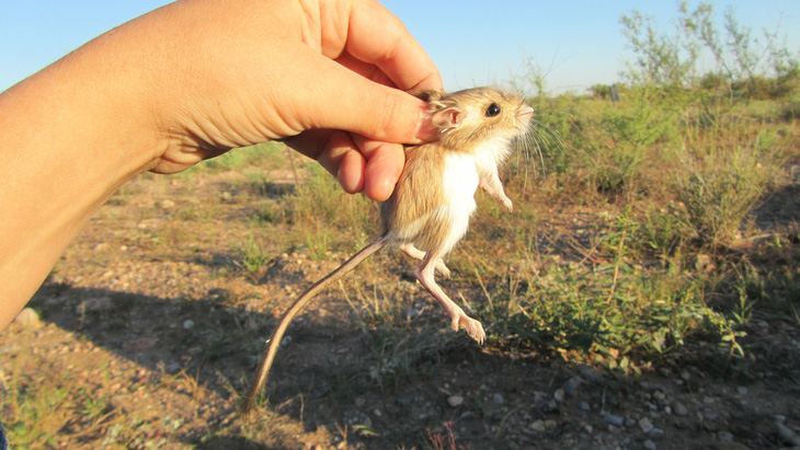 Loài chuột tí hon có thể nhảy cao gần 3m - Ảnh 2.