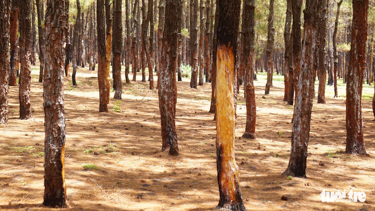 Dùng dao cạo vỏ lở loét hàng ngàn cây thông rừng phòng hộ - Ảnh 3.